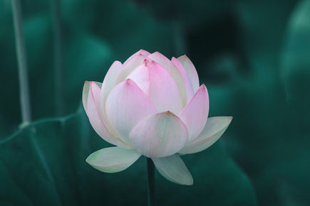 The Lotus Within