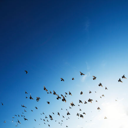 The Birdsong of the Holy Name