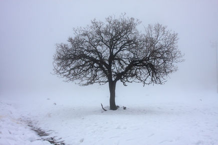 Snow Story