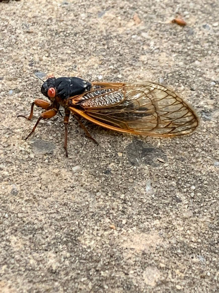 3 lessons from cicadas