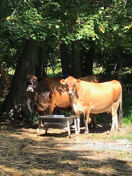Cows and Goodness